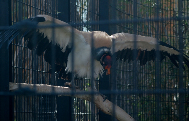 king vulture